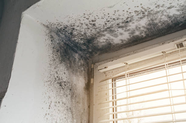 Affordable Mold Removal solutions in Camden, NJ